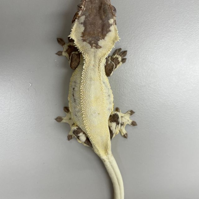 프라푸치노