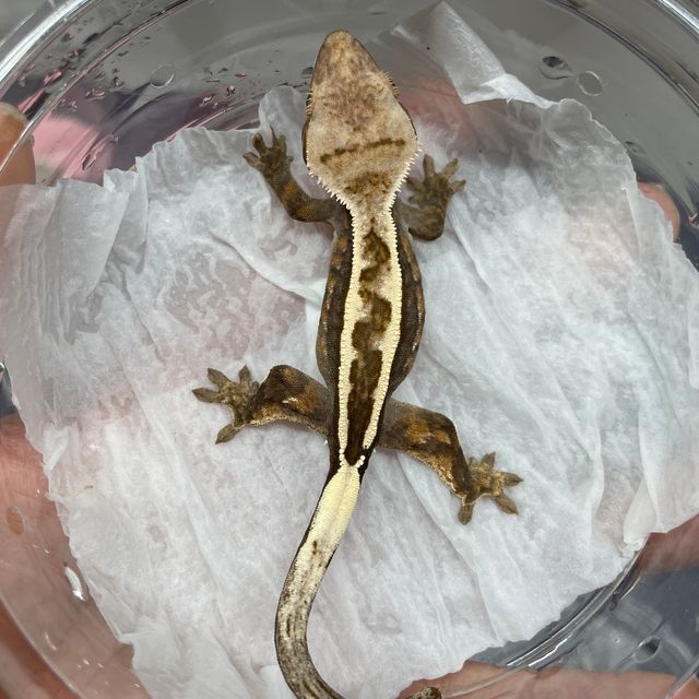 세이블