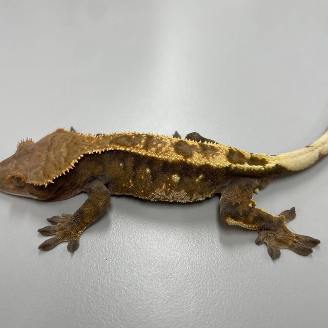 세이블