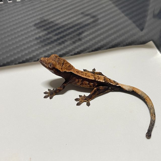 세이블