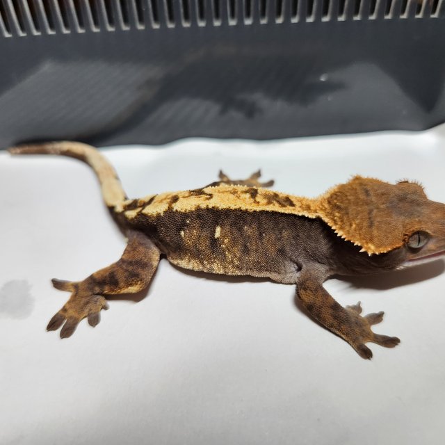 세이블