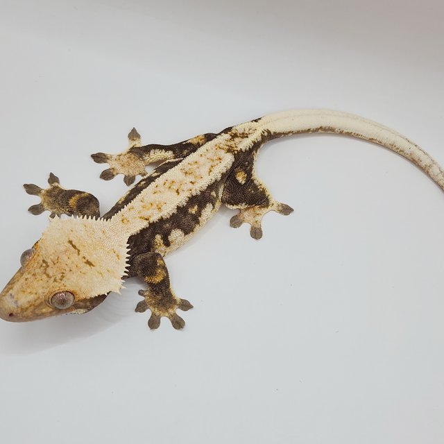 노멀 트라이 익스트림할리퀸 드리피 화이트핀 다크