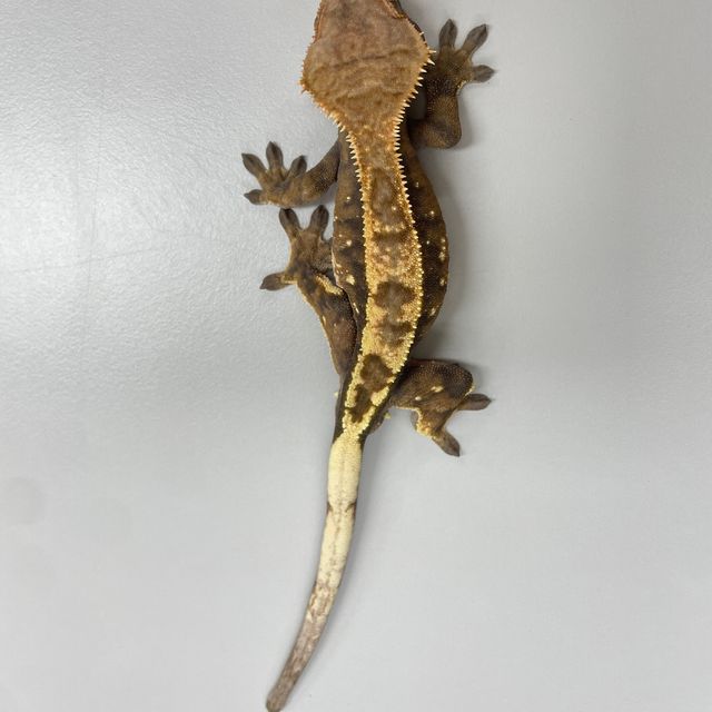 세이블