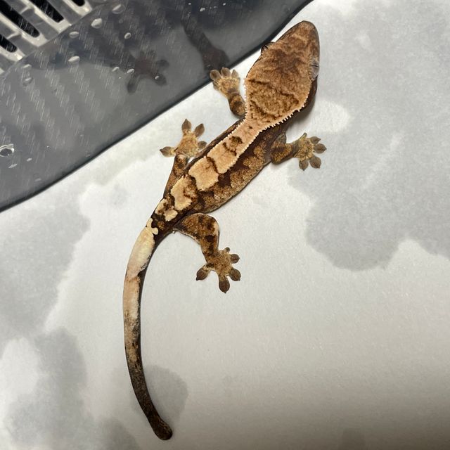 세이블