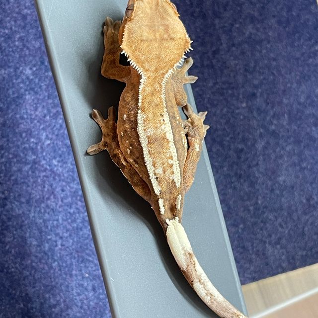 세이블