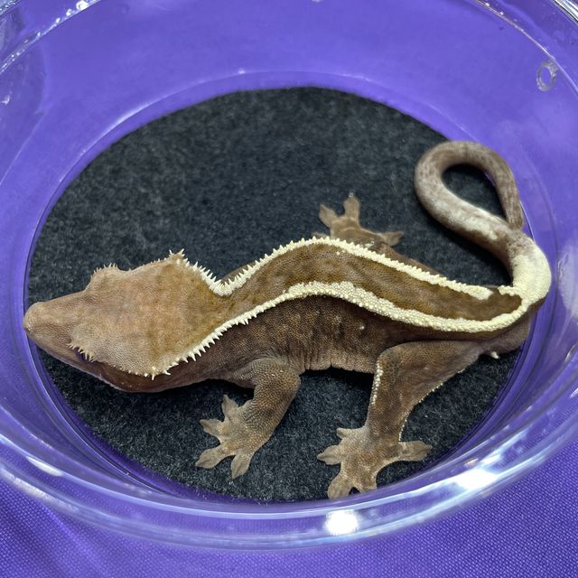 세이블