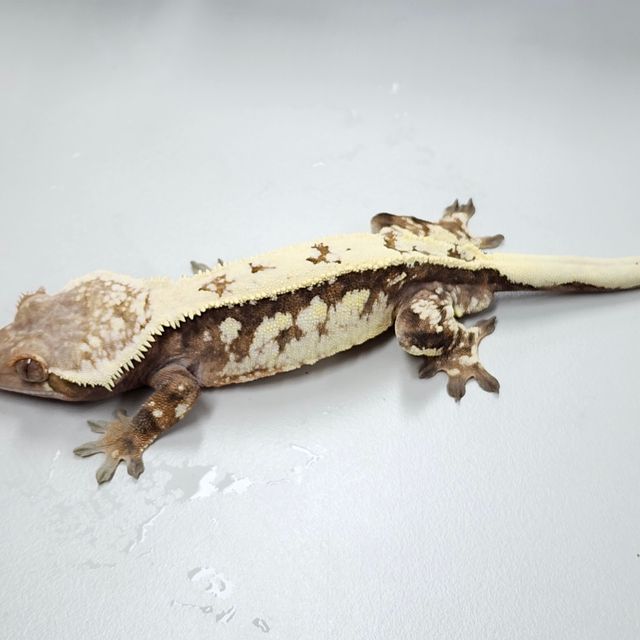 세이블