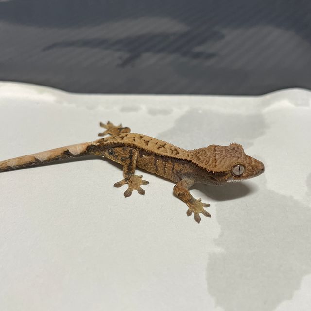 세이블