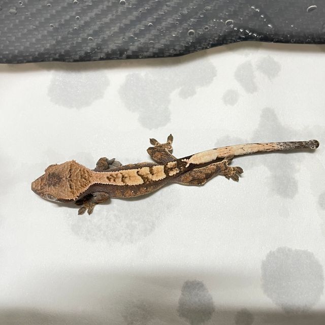 세이블