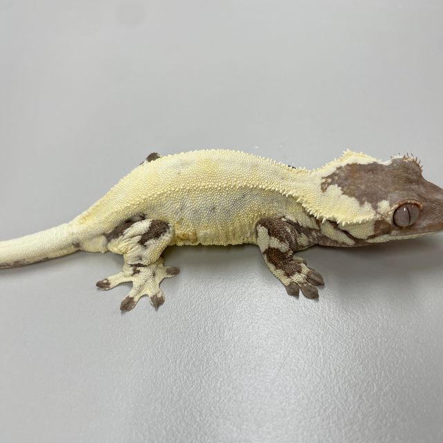 프라푸치노