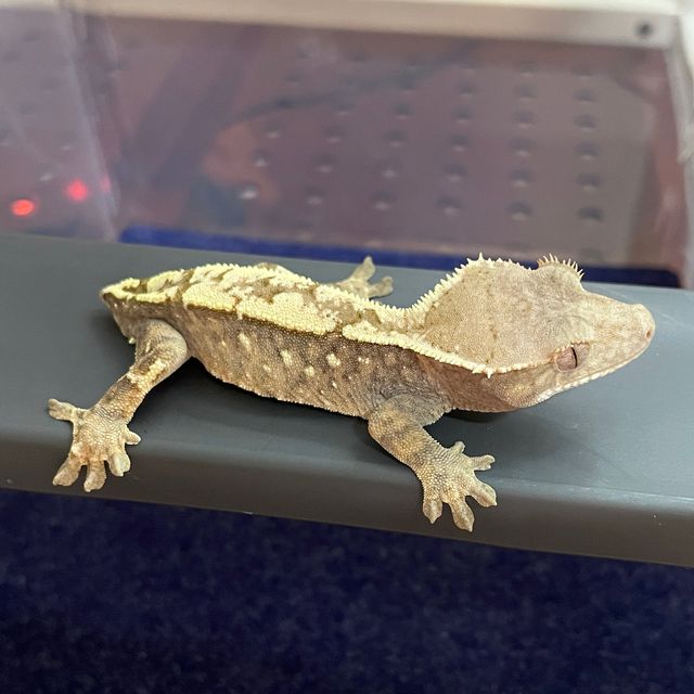 세이블