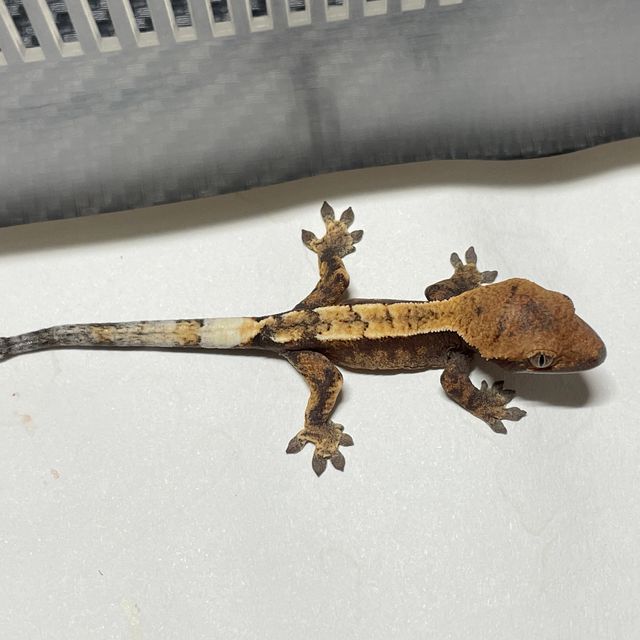 세이블