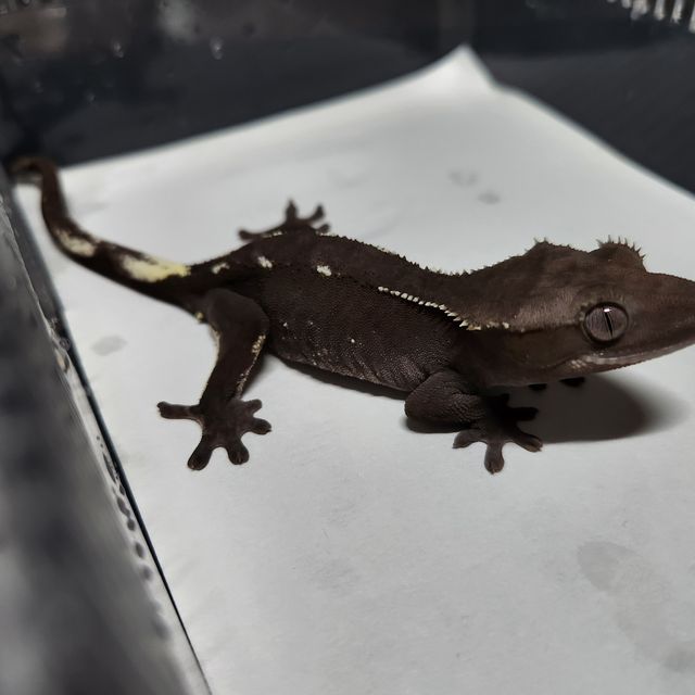 아잔틱