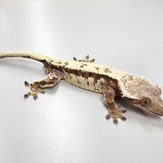 세이블