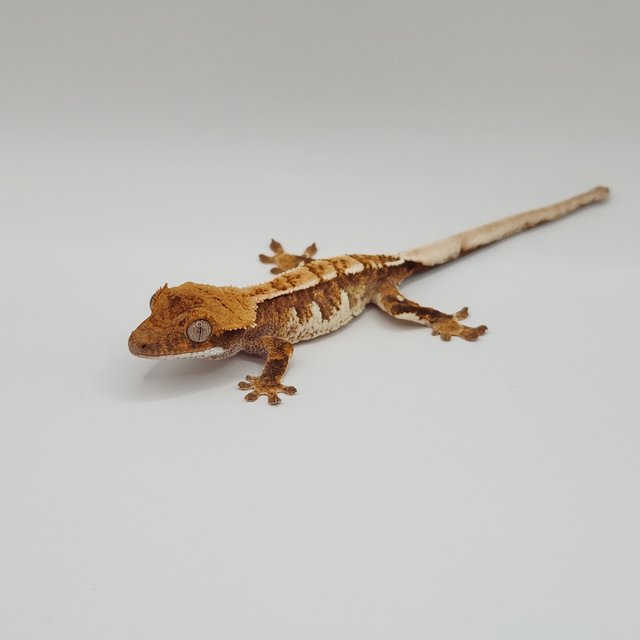 노멀 트라이 익스트림할리퀸 텐저린