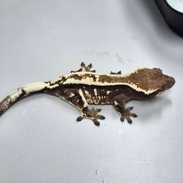 세이블