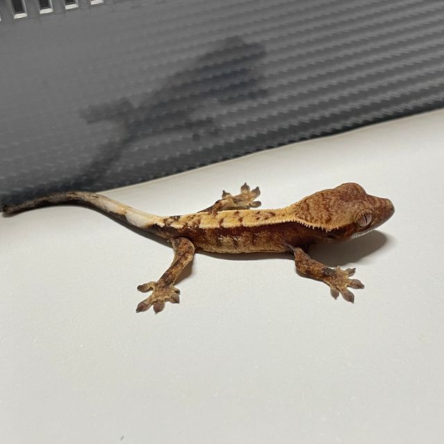 세이블