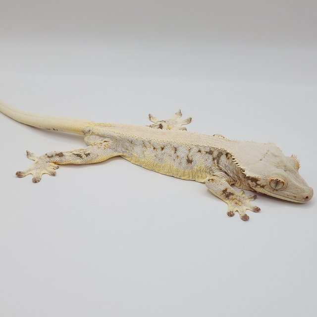 릴리화이트 솔리드백