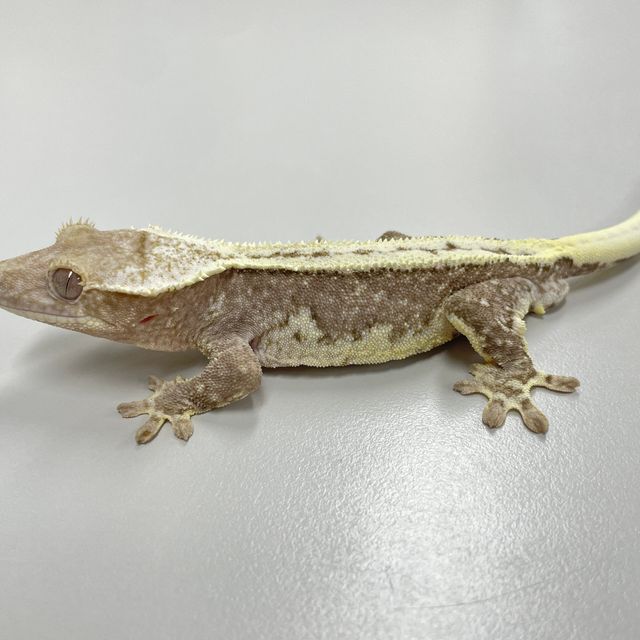 릴잔틱