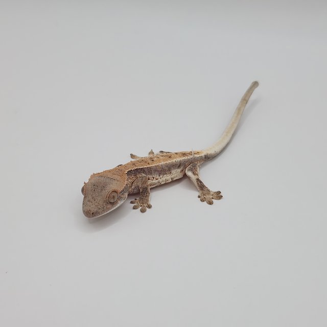 세이블 릴리화이트 릴리 세이블