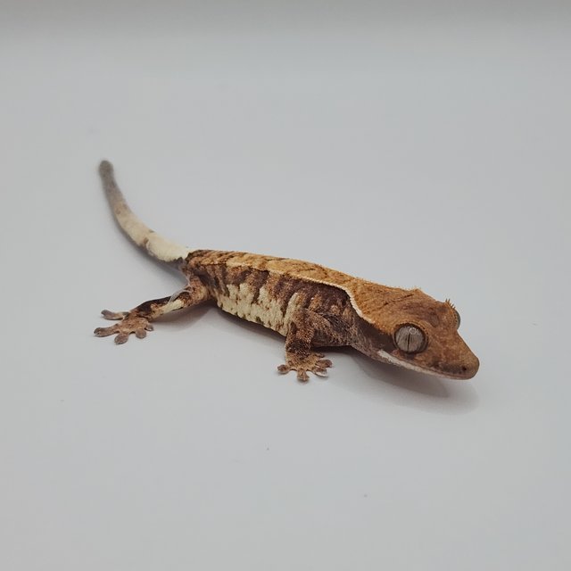 카푸치노 트라이