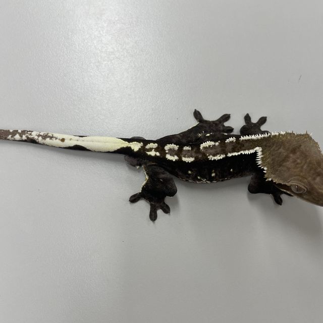 아잔틱