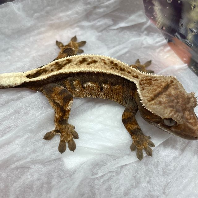 세이블