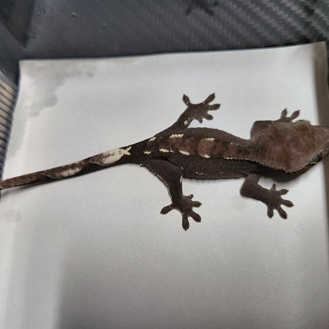 아잔틱