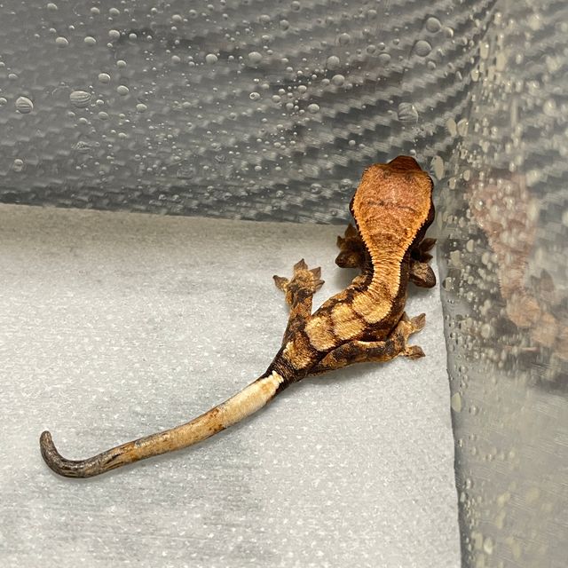 세이블