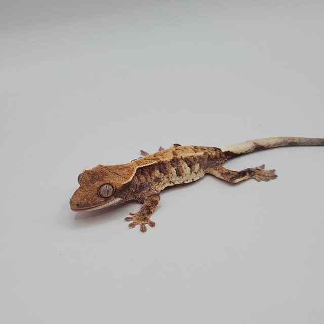 카푸치노 트라이