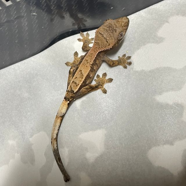 세이블