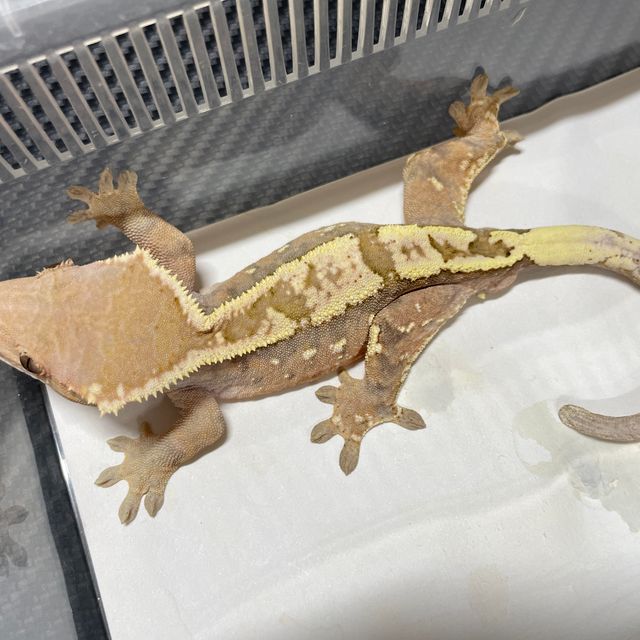 세이블