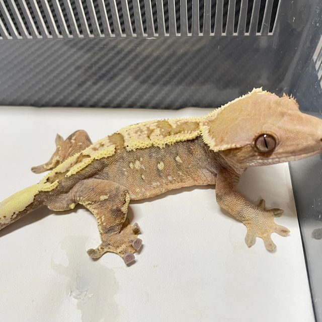 세이블