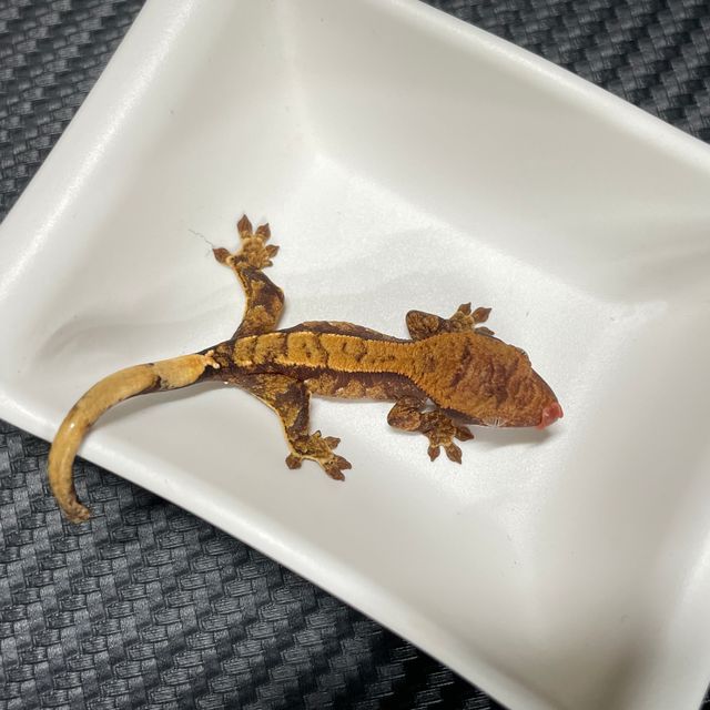 노멀