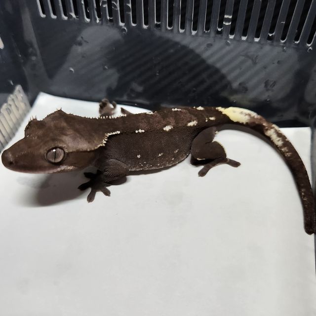 아잔틱