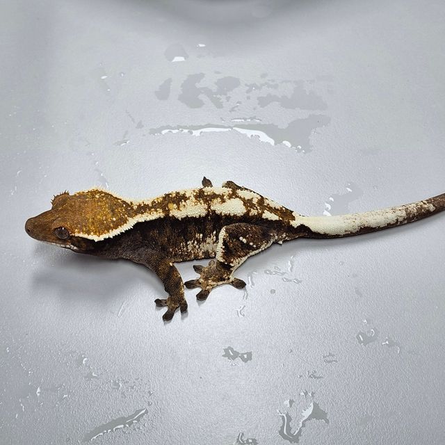 세이블