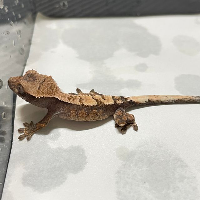 세이블