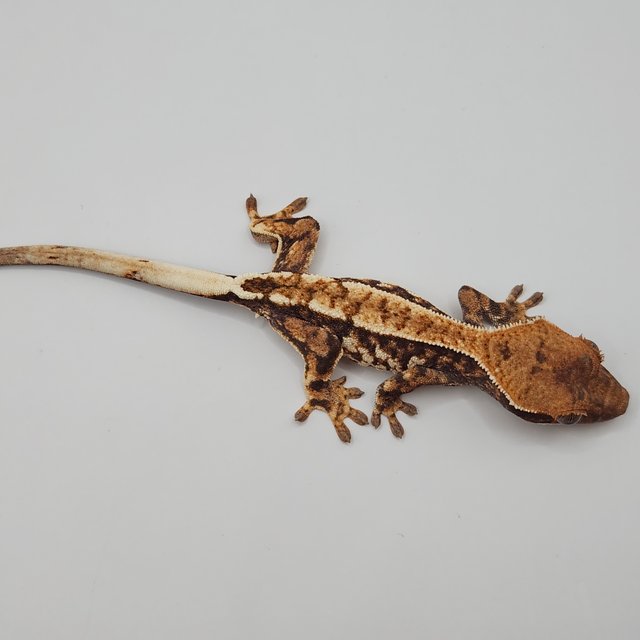 카푸치노 트라이