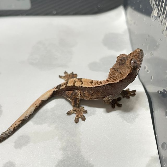 세이블