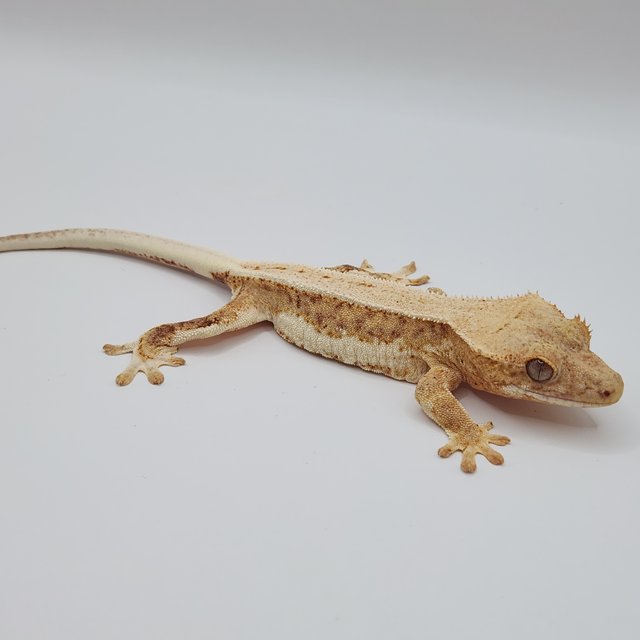 릴리100%헷아잔틱