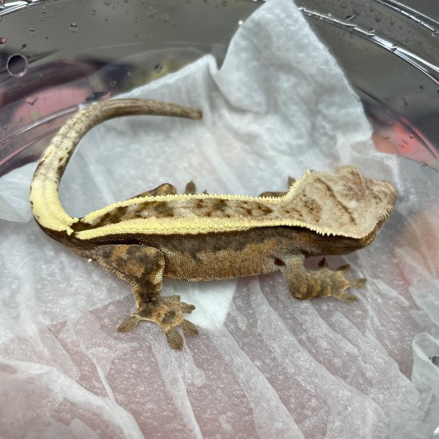 세이블
