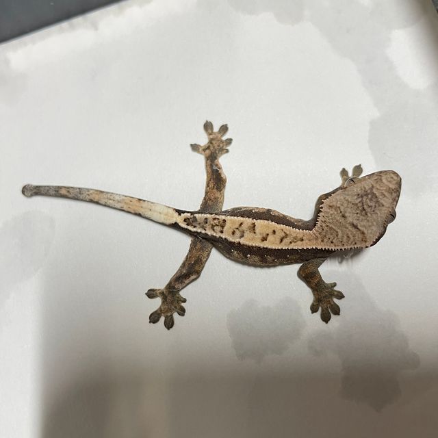 세이블