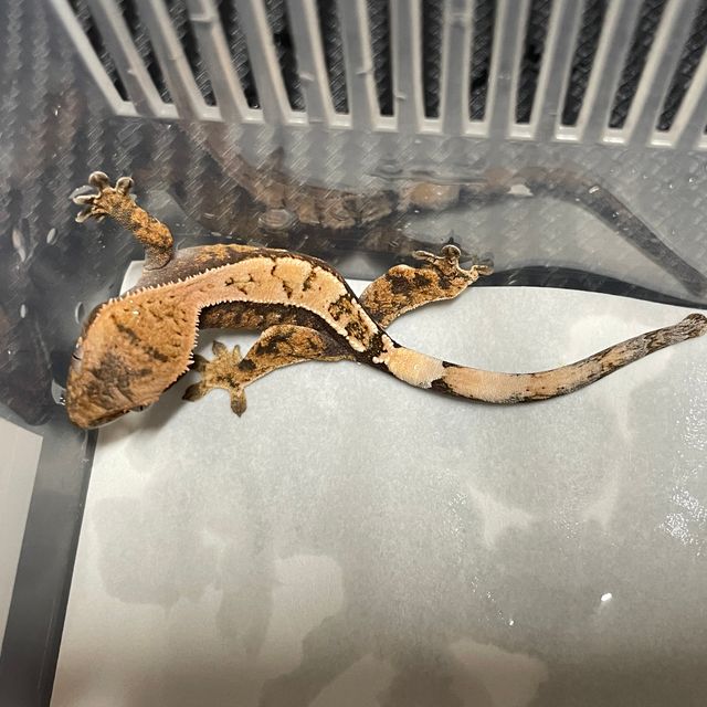 세이블