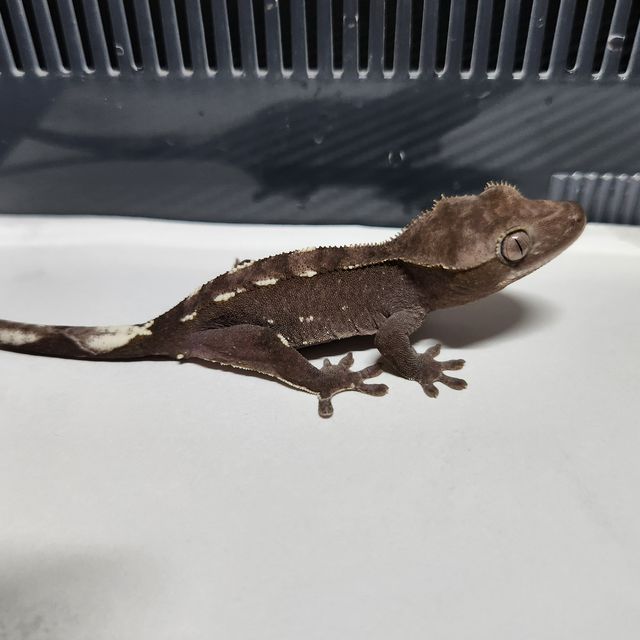 아잔틱