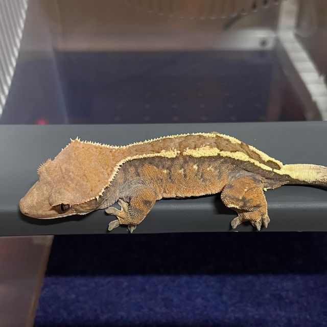세이블