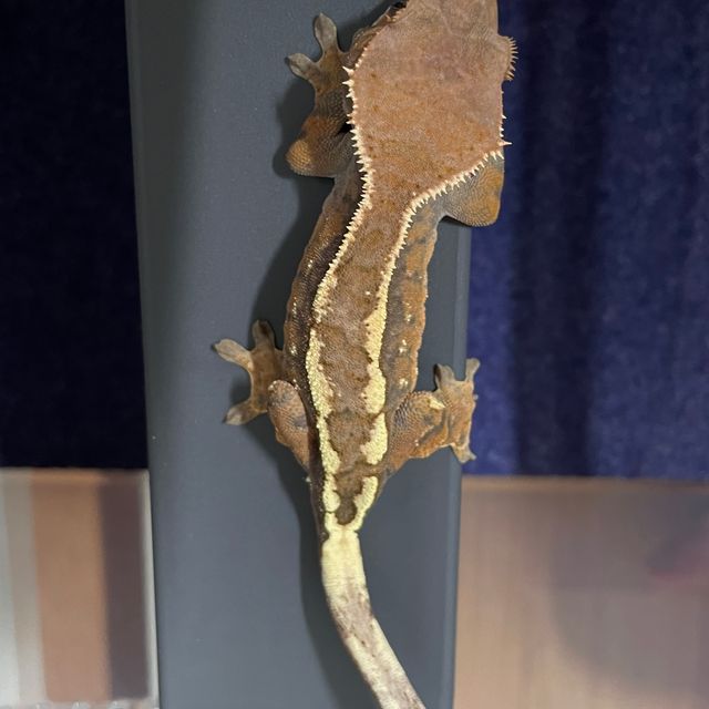 세이블