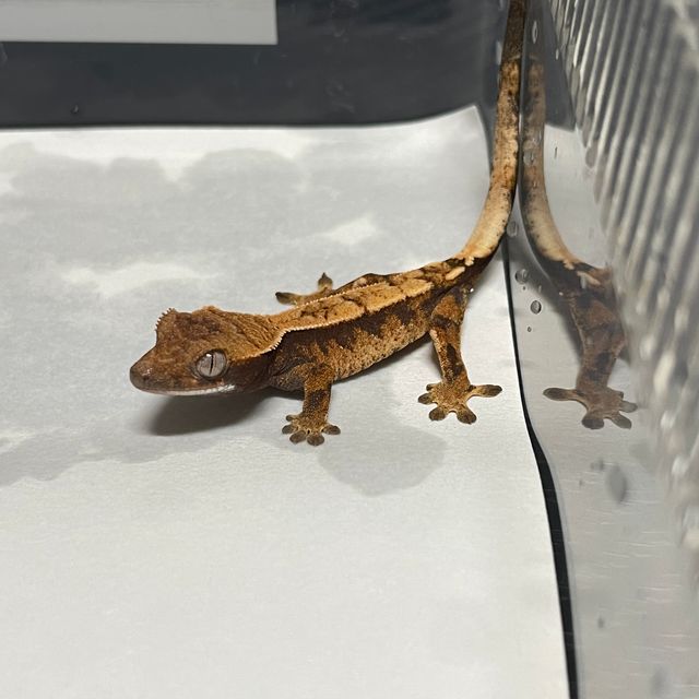 세이블