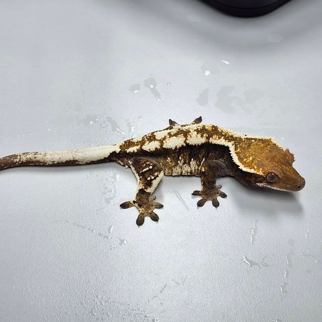 세이블