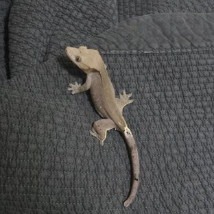 팬텀 아잔틱