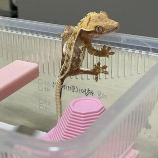 풀핀 릴리100%헷아잔틱